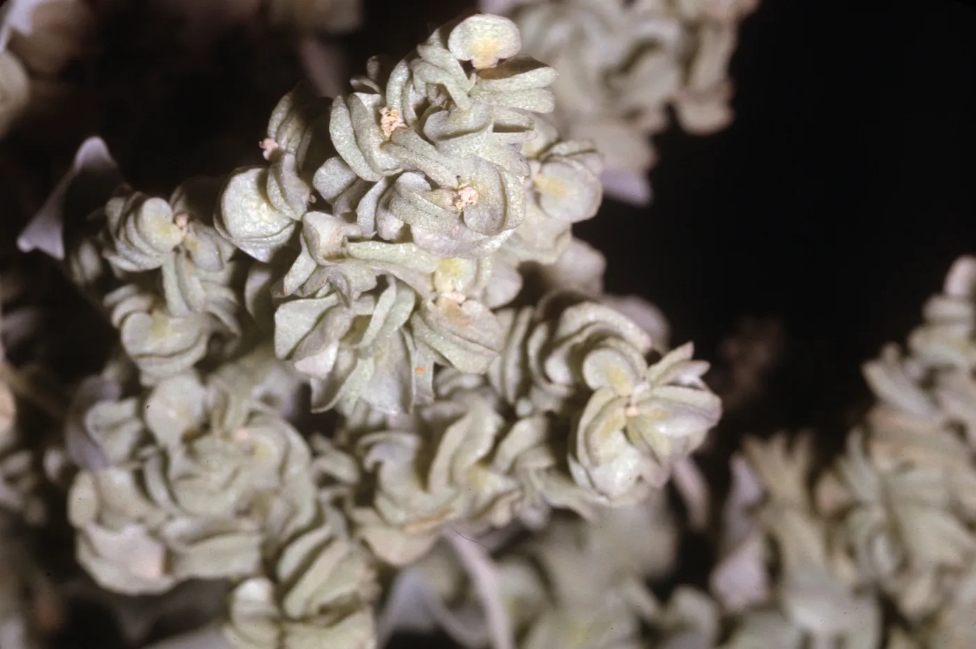 Atriplex hymenelytra pistillate flowers