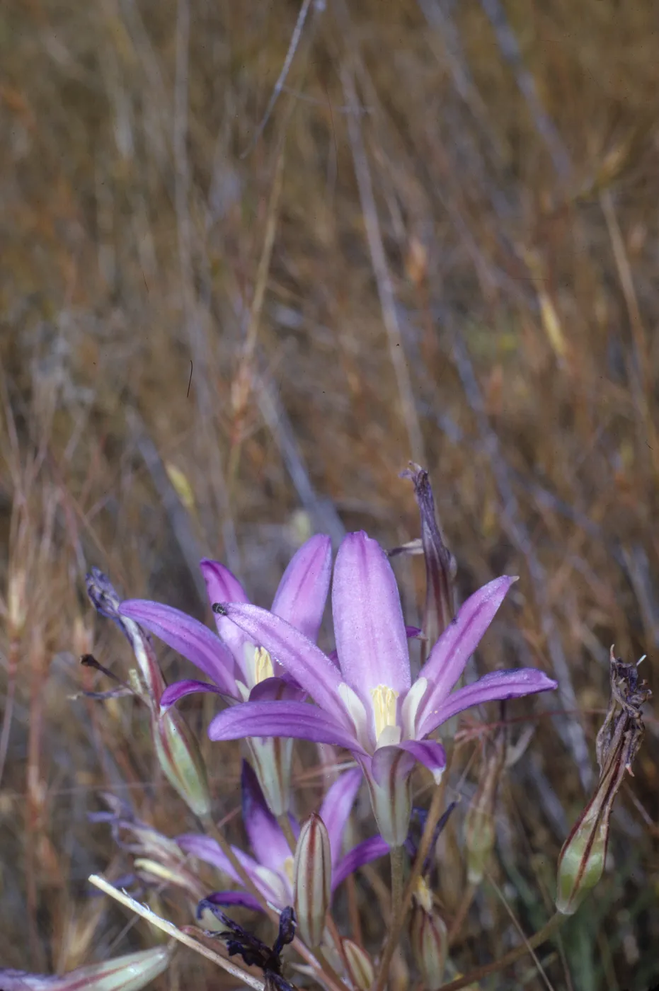 Brodiaea elegans