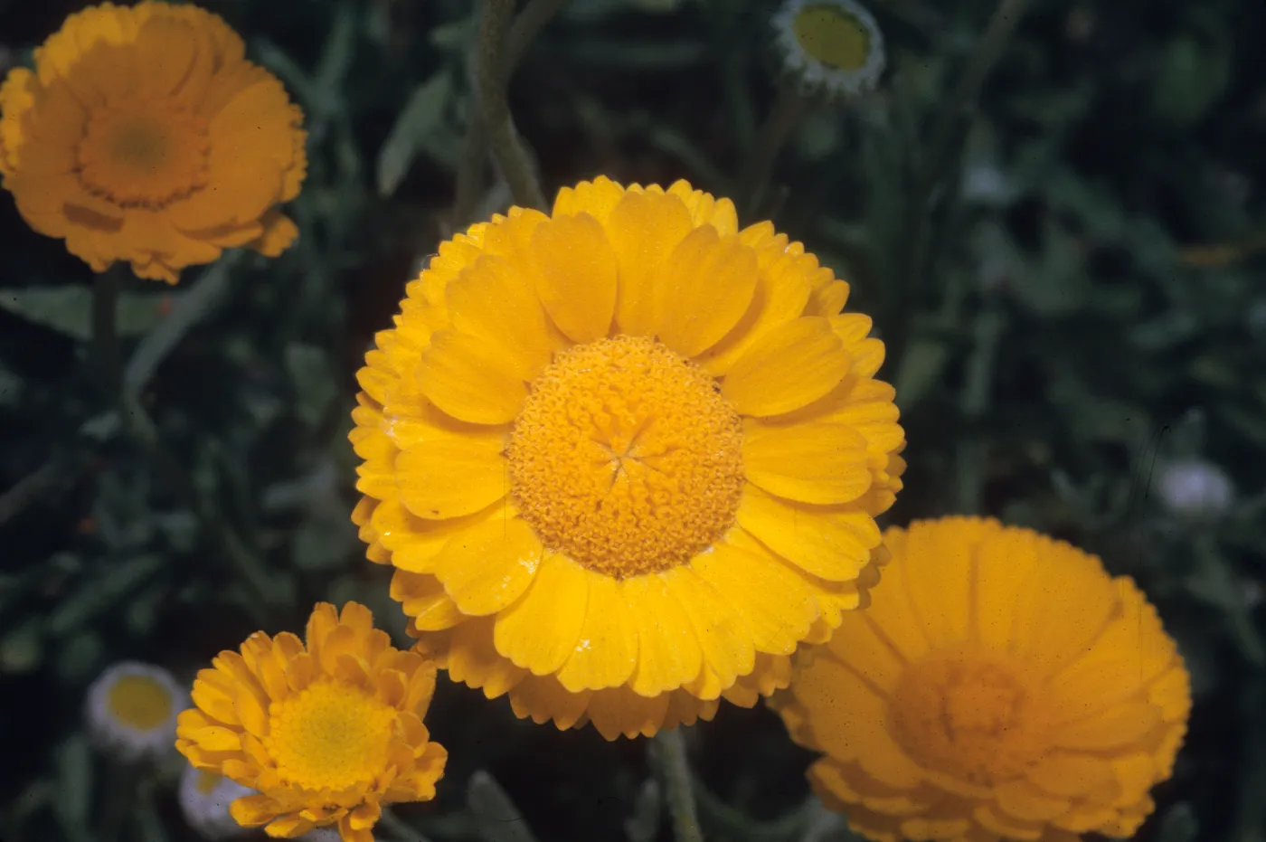 Baileya multiradiata