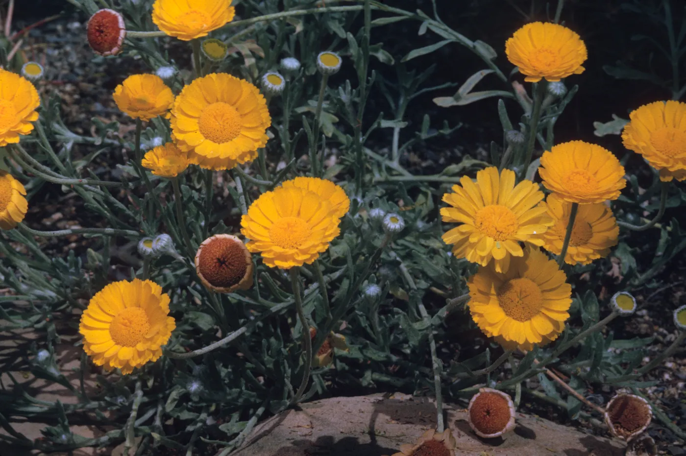 Baileya multiradiata