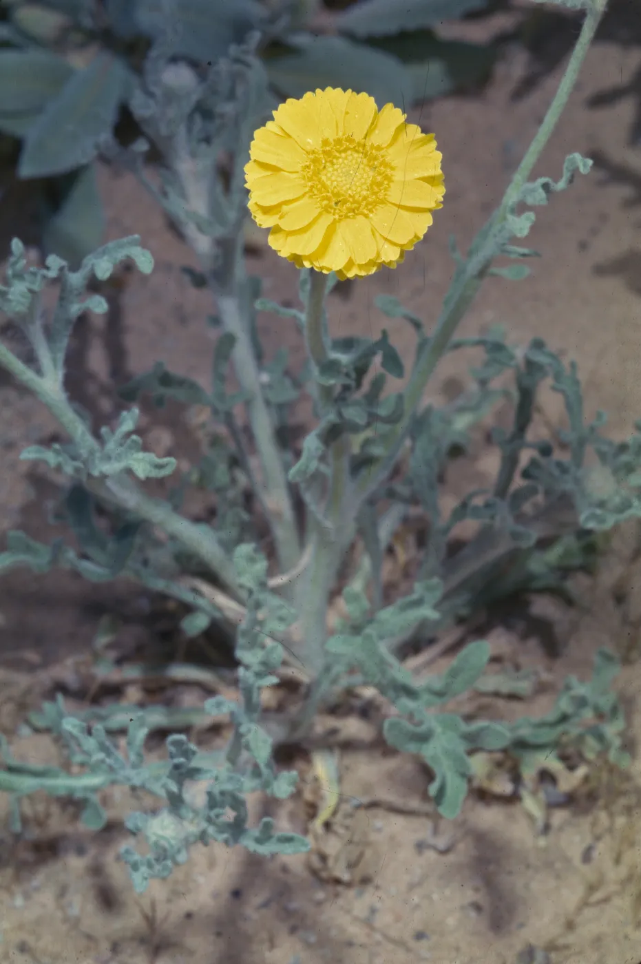 Baileya pleniradiata