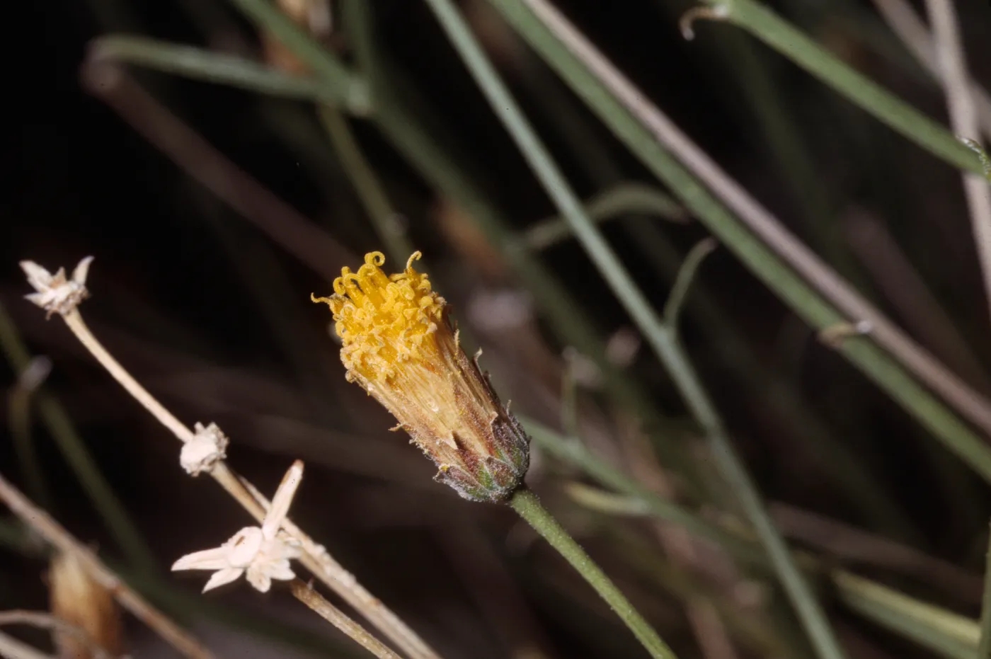 Bebbia juncea