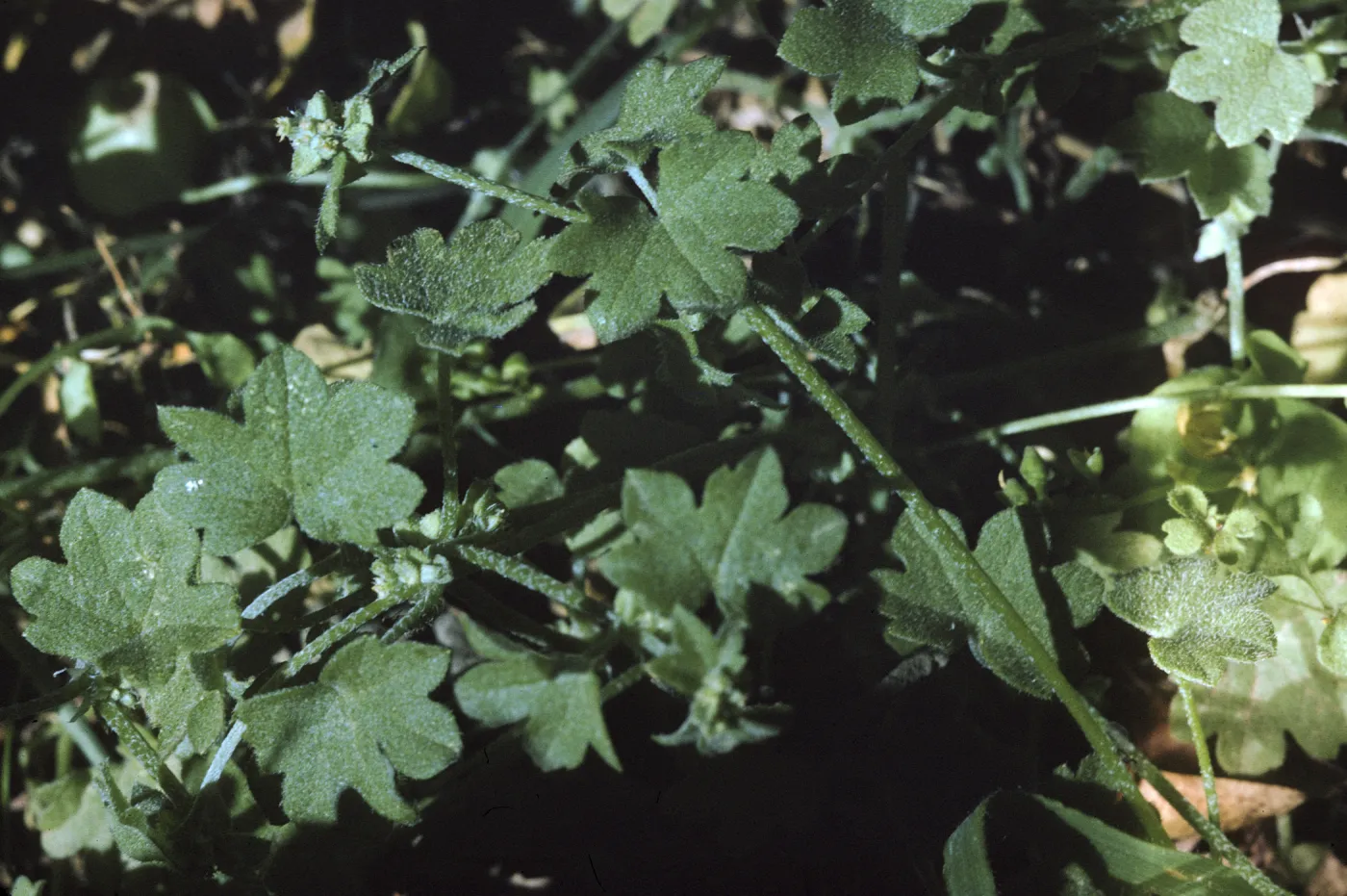 Bowlesia incana