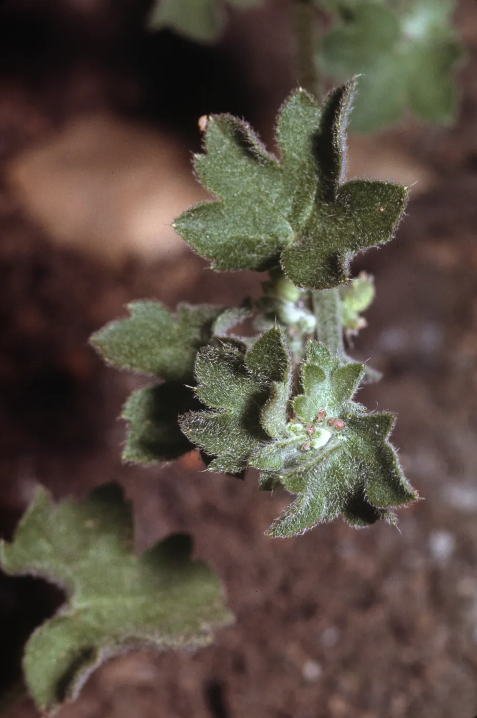 Bowlesia incana