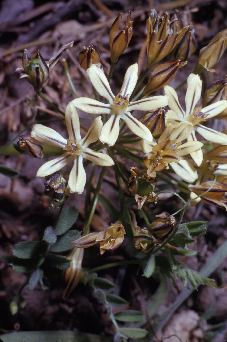 Brodiaea lutea var. anilina
