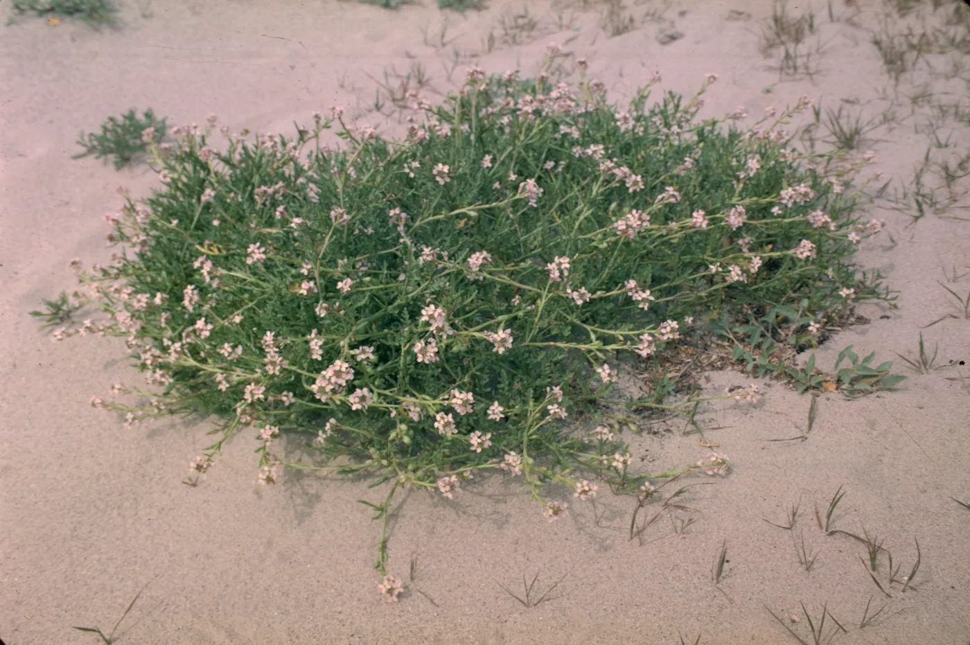 Cakile maritima