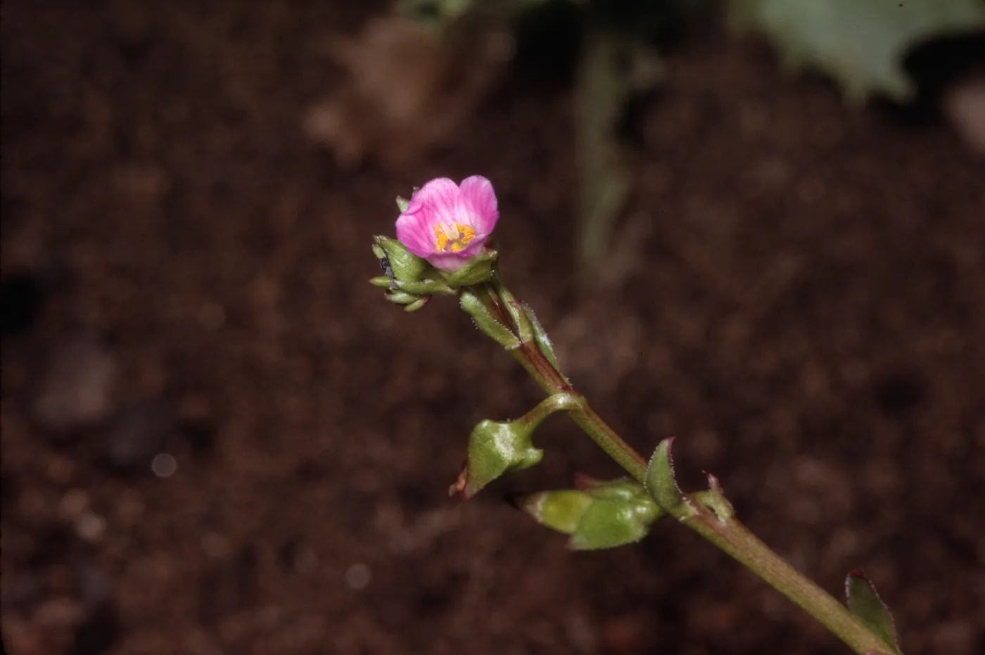 Calandrinia breweri