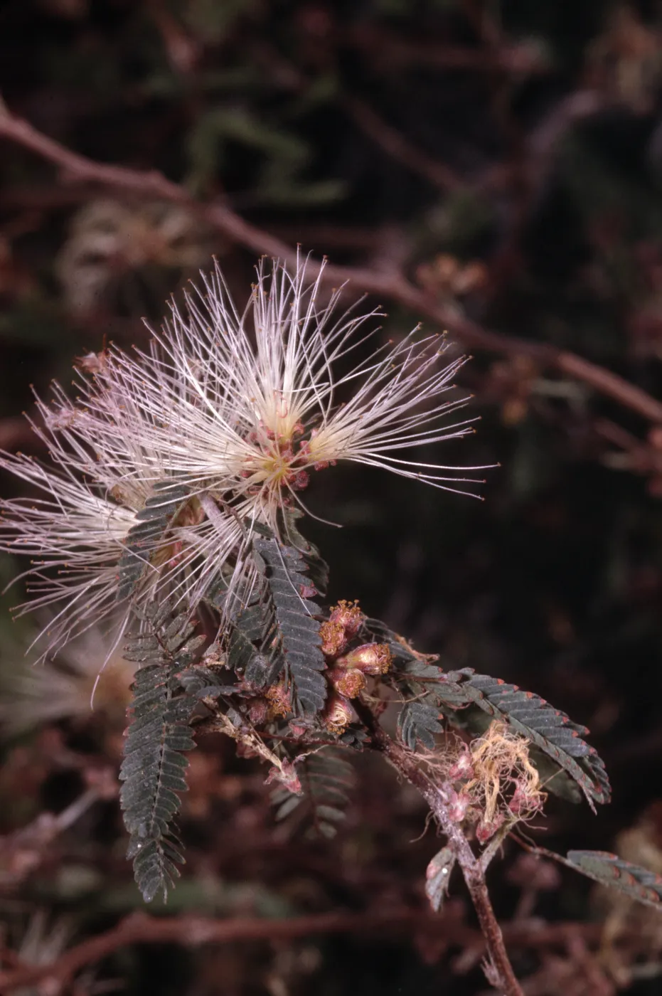 Calliandra eriophylla