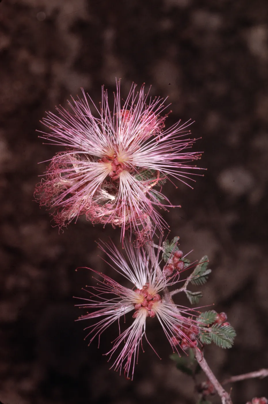 Calliandra eriophylla