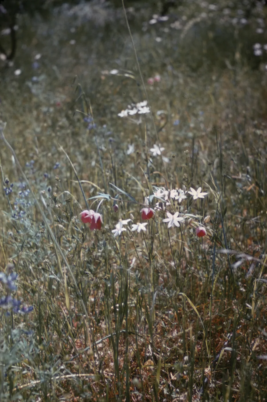 Calochortus amoenus