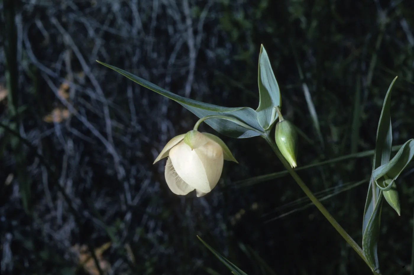 Calochortus albus