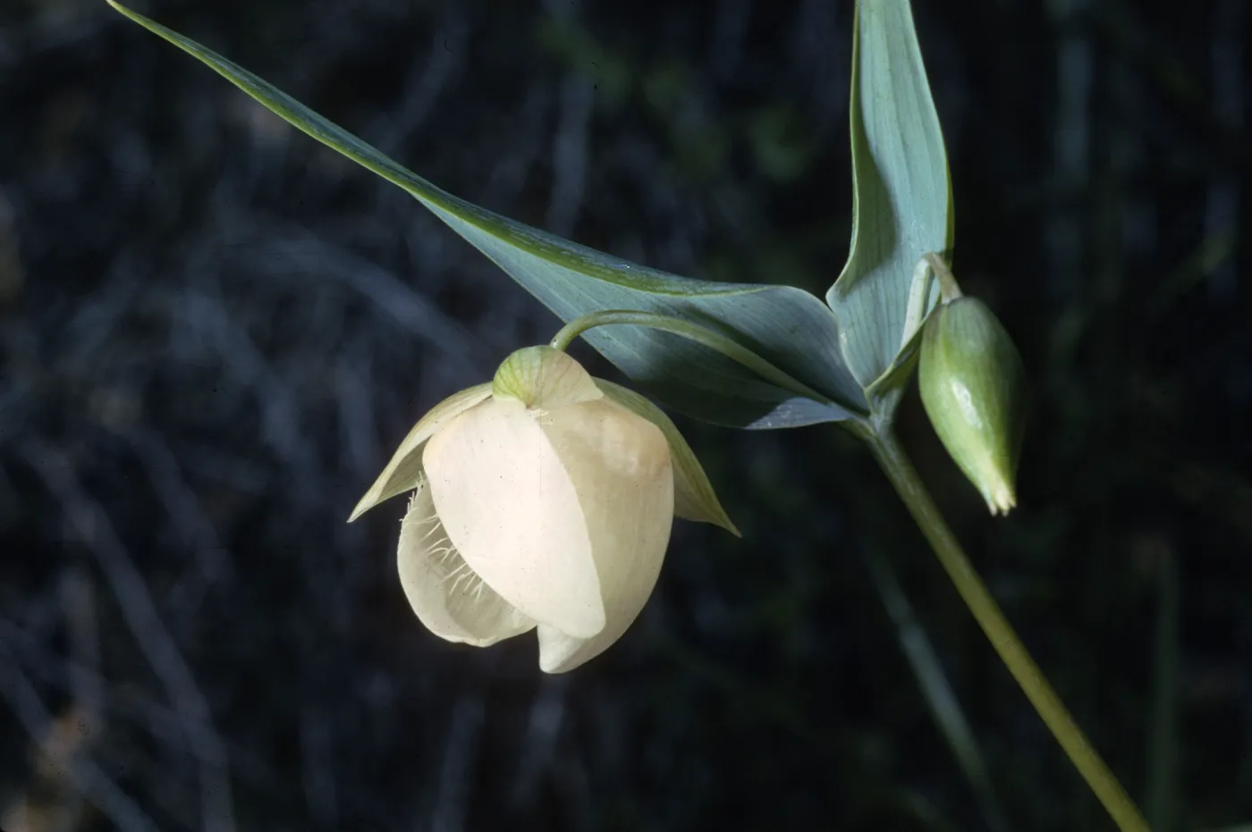 Calochortus albus