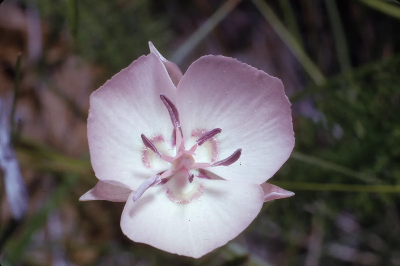 Calochortus