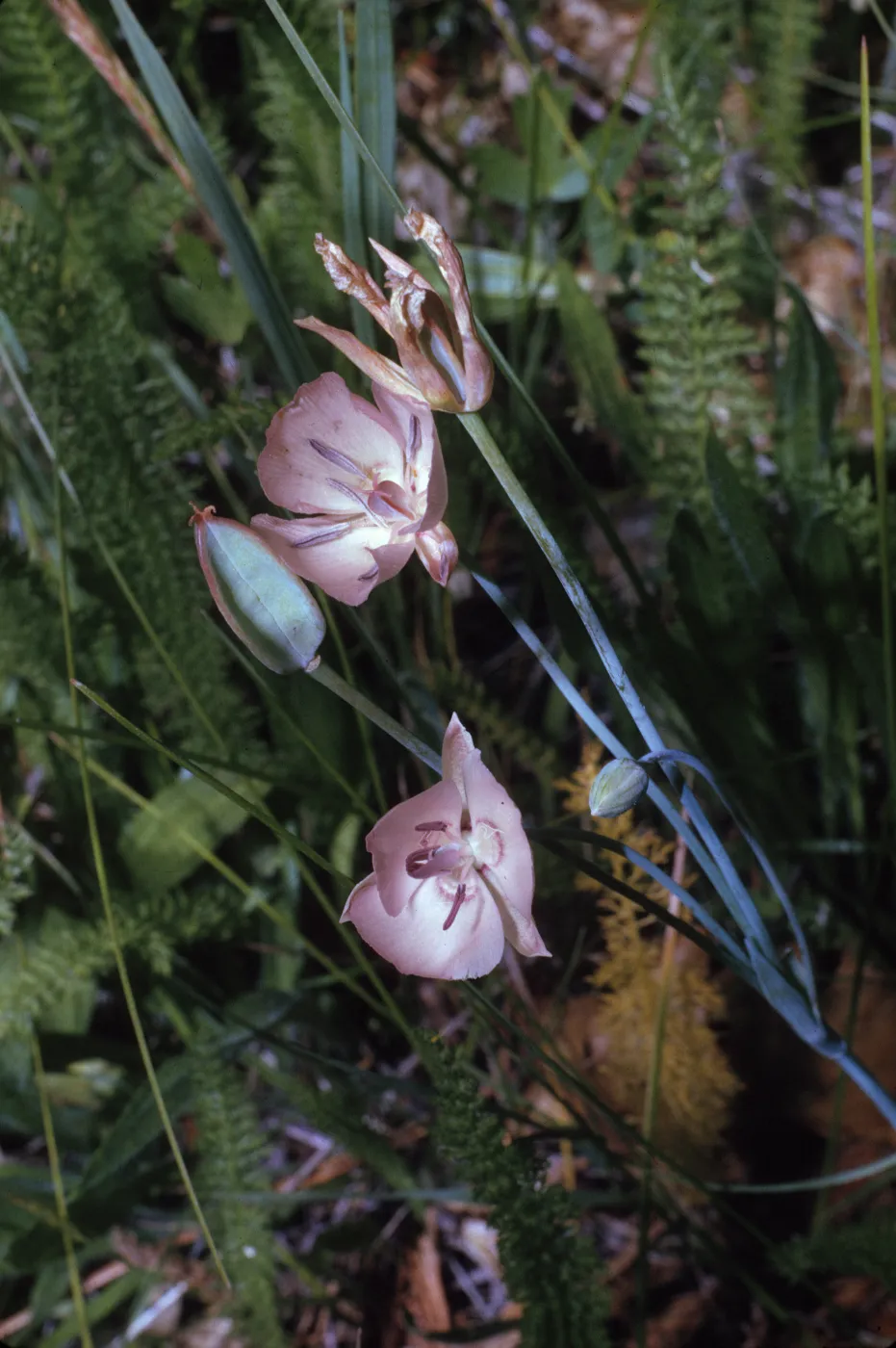 Calochortus