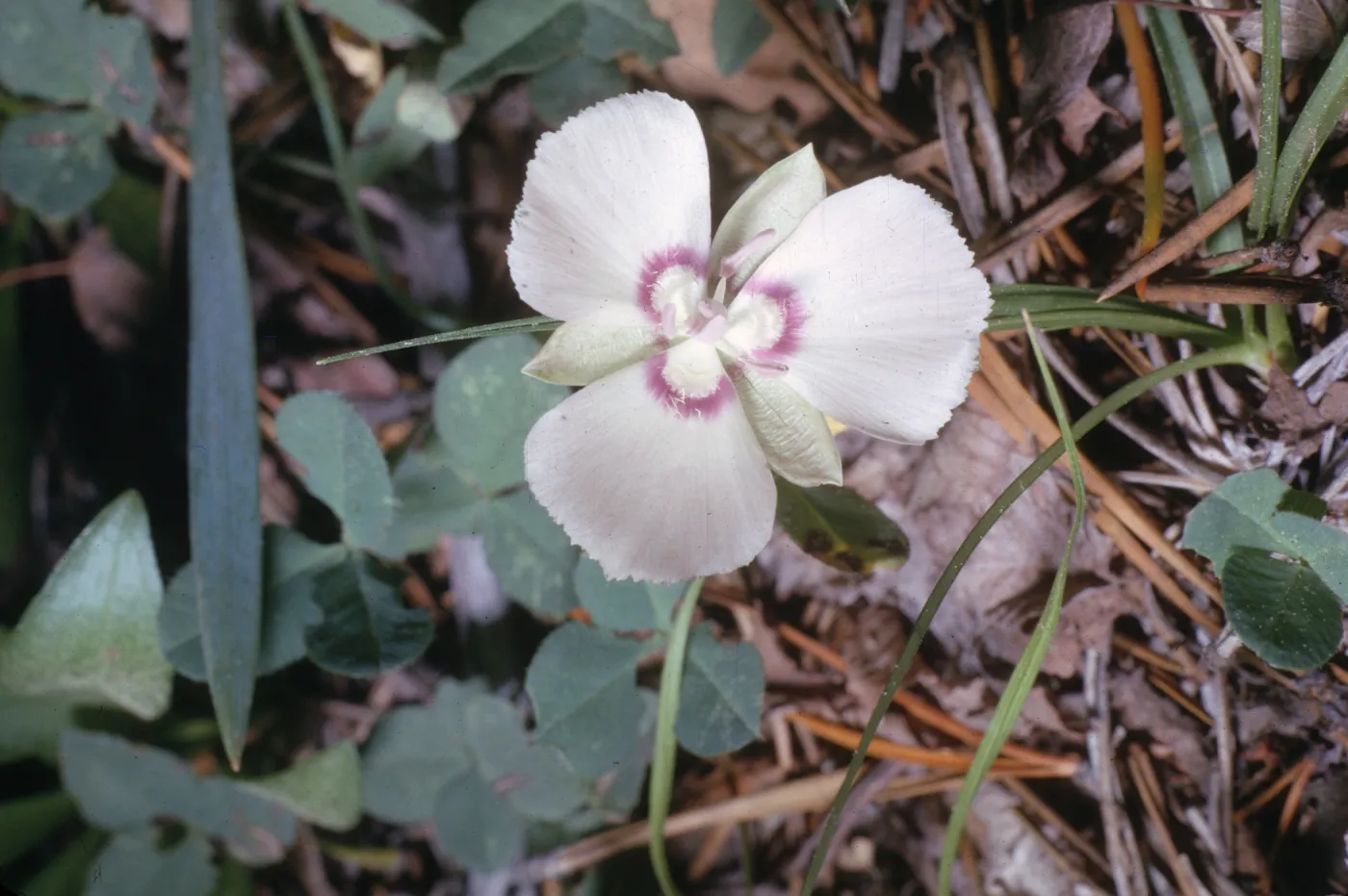 Calochortus nudus
