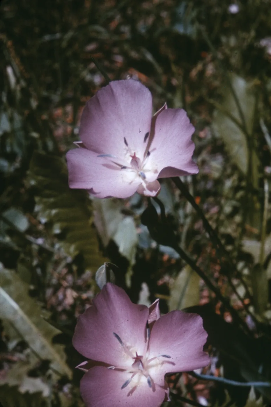 Calochortus nudus