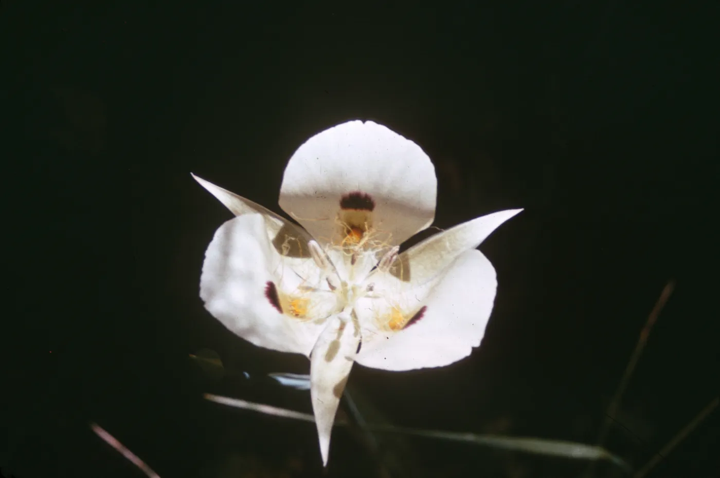 Calochortus nuttallii var. bruneaunis
