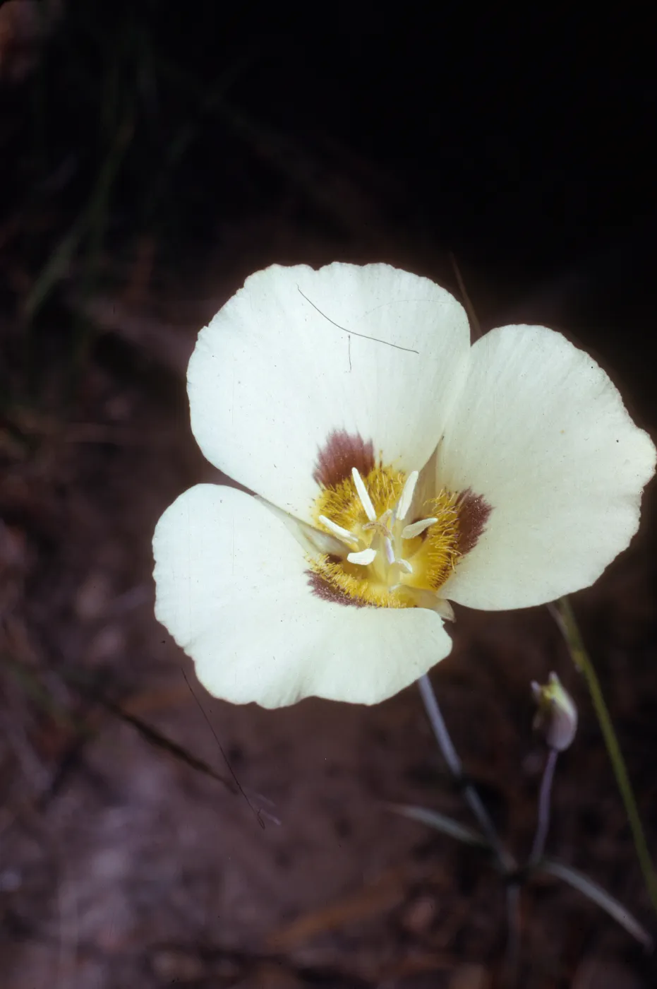 Calochortus leichtlinii