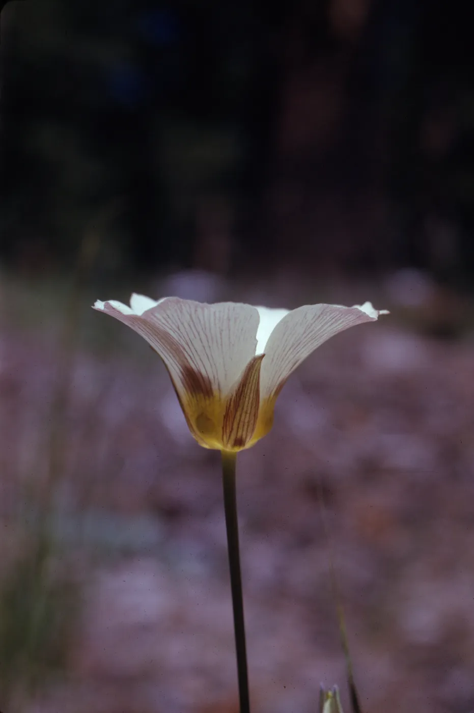 Calochortus leichtlinii