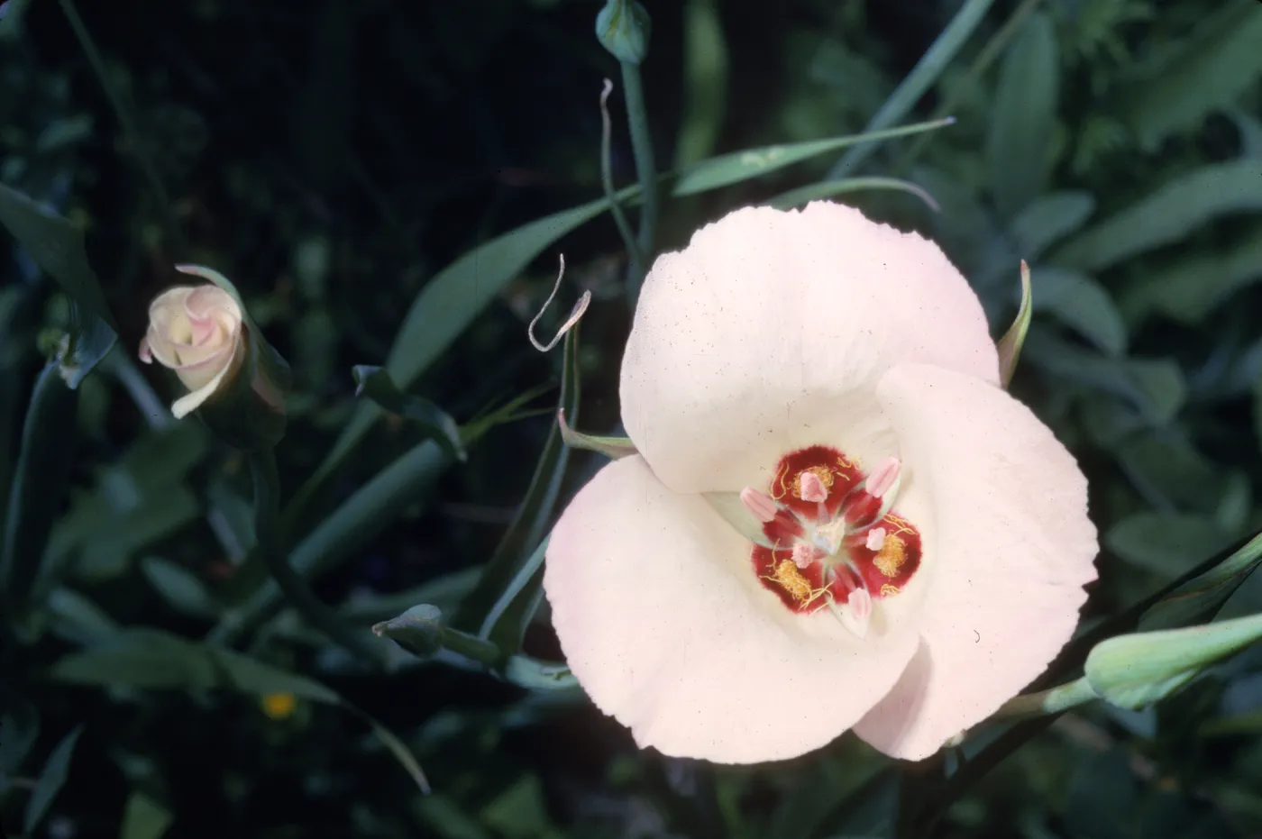Calochortus catalinae