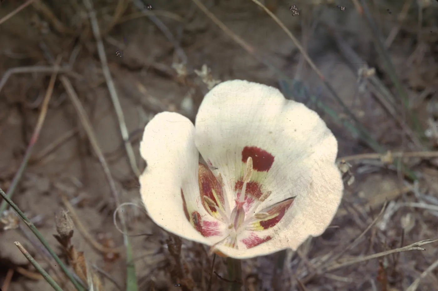 Calochortus catalinae
