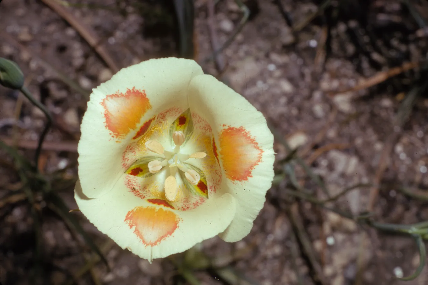 Calochortus venustus
