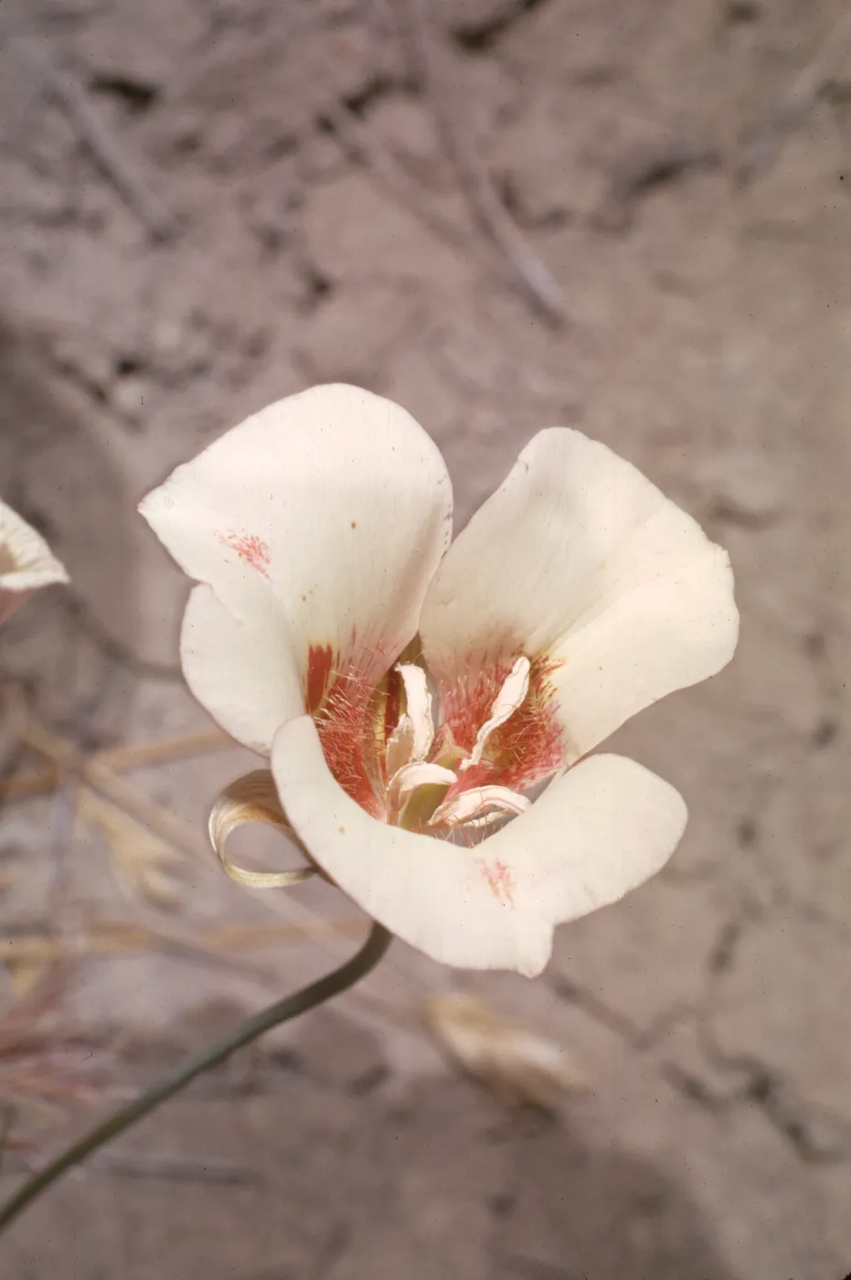 Calochortus venustus