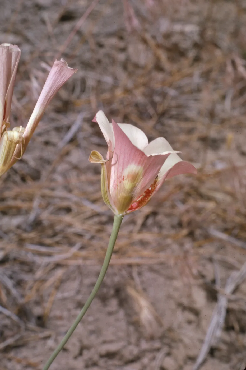 Calochortus venustus