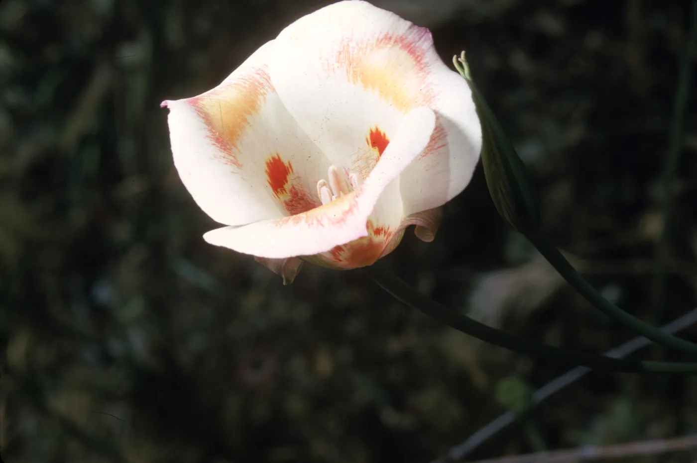 Calochortus venustus