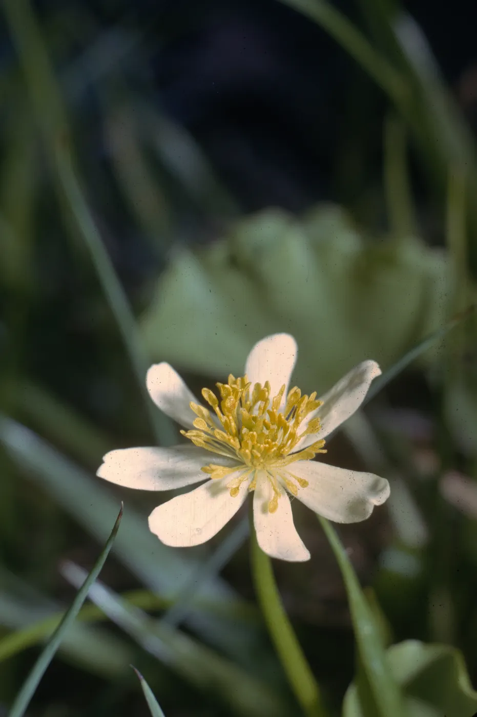 Caltha howellii