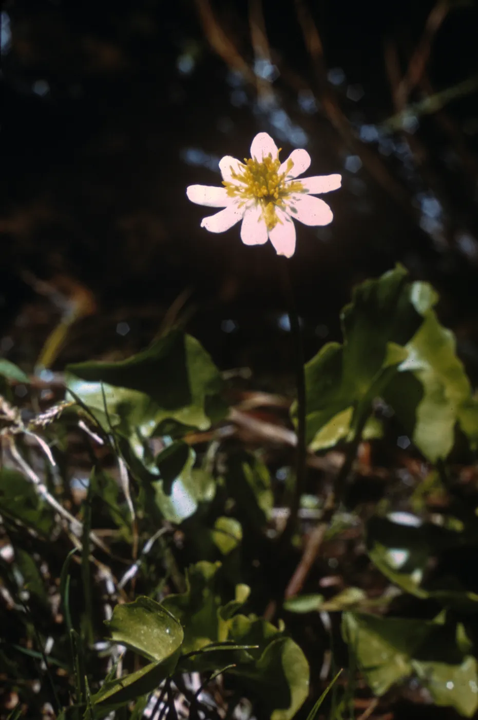 Caltha howellii