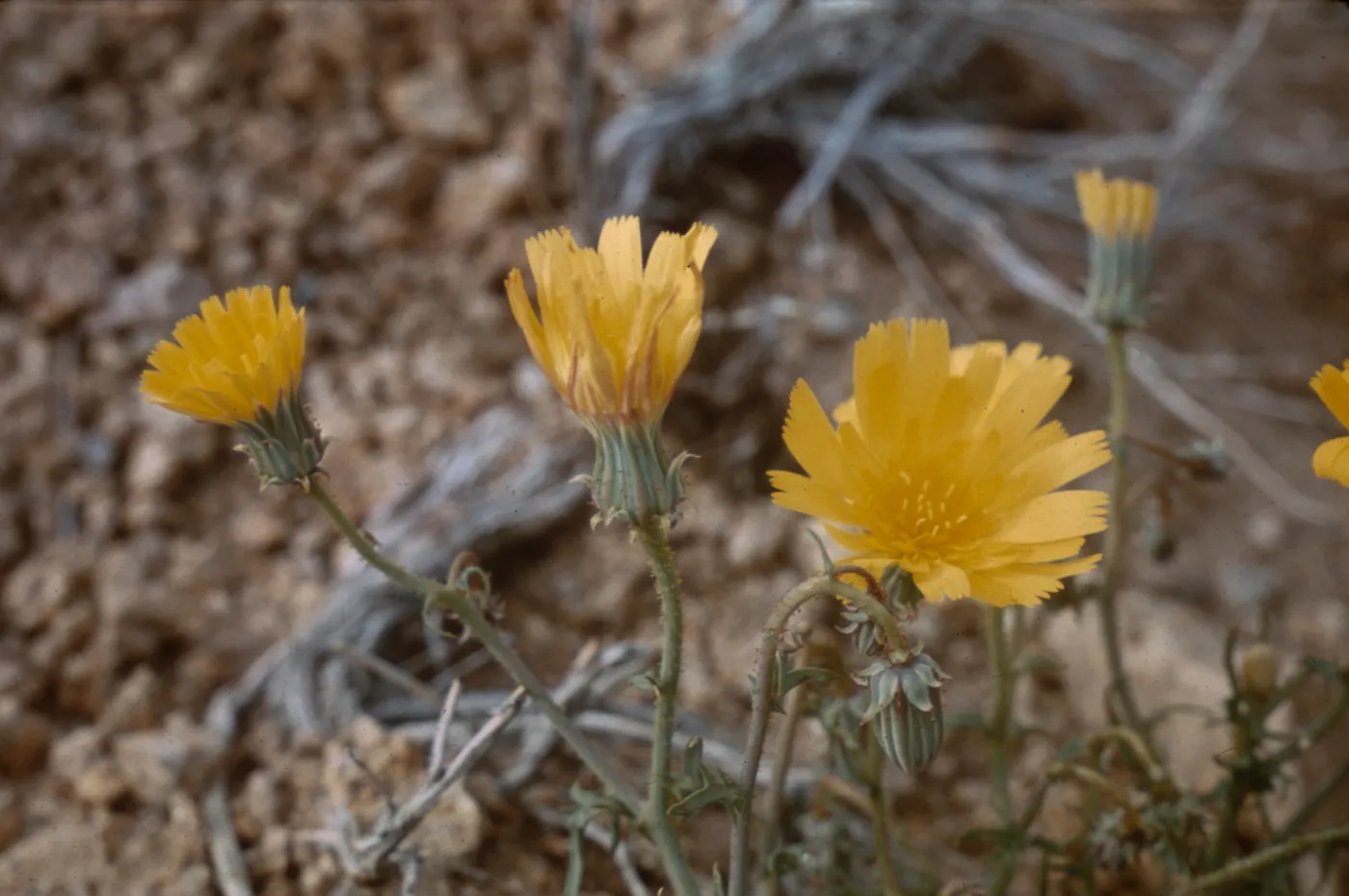 Calycoseris parryi