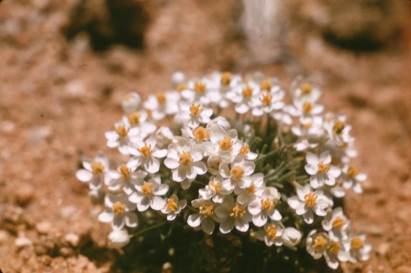 Canbya candida