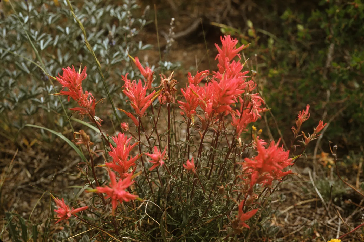Castilleja linariifolia