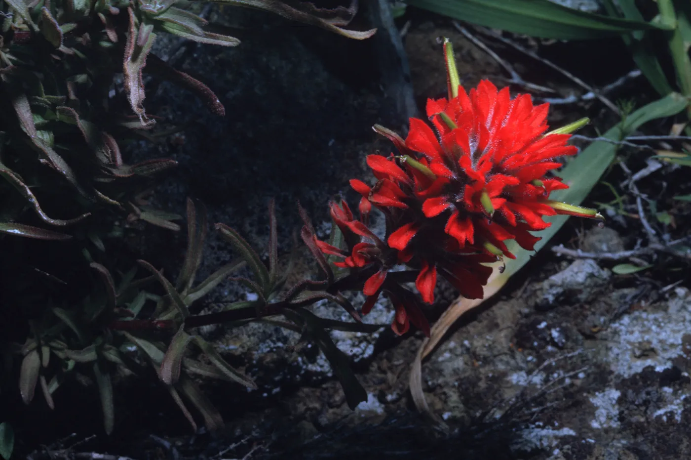 Castilleja wightii