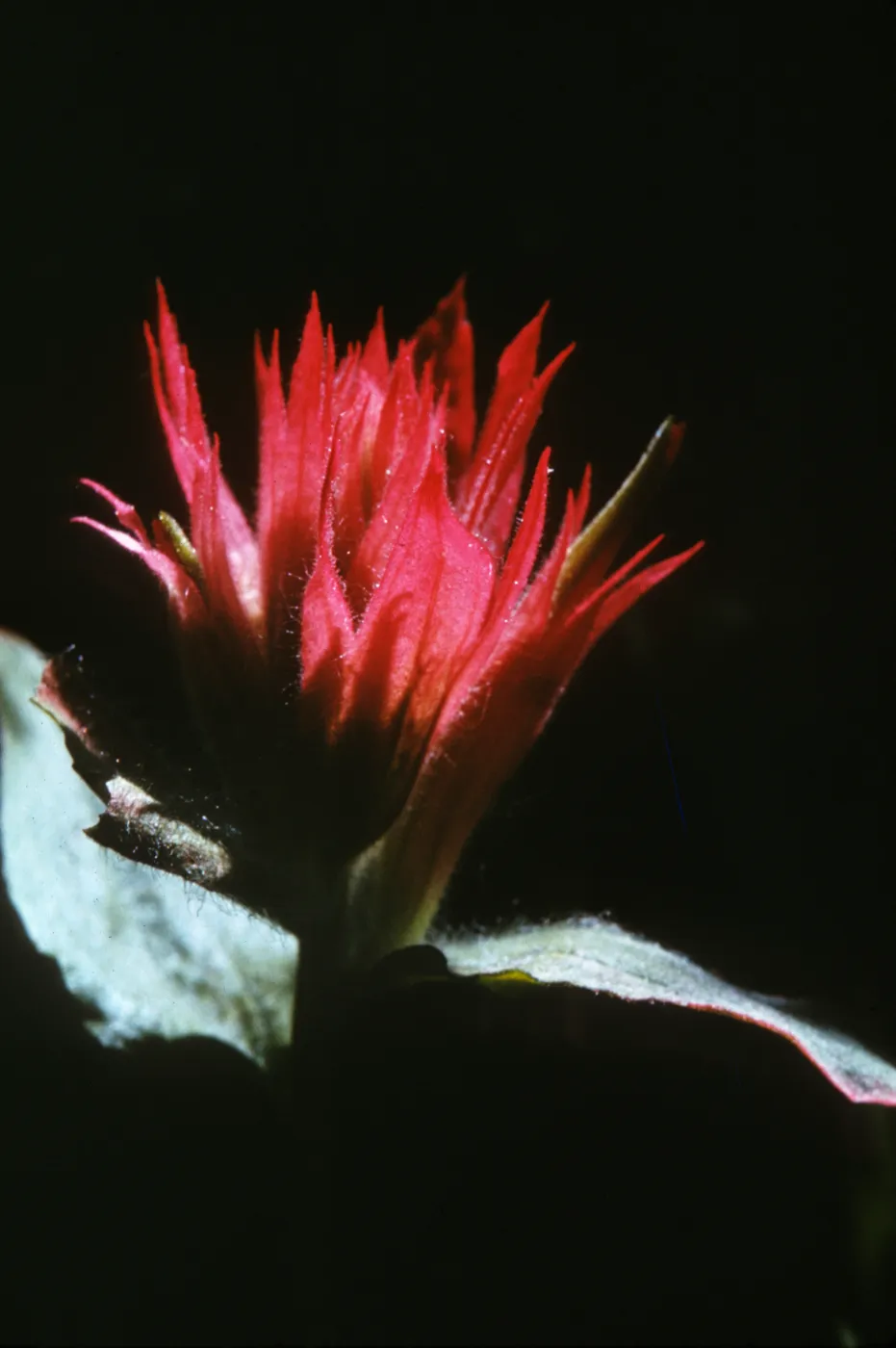 Castilleja