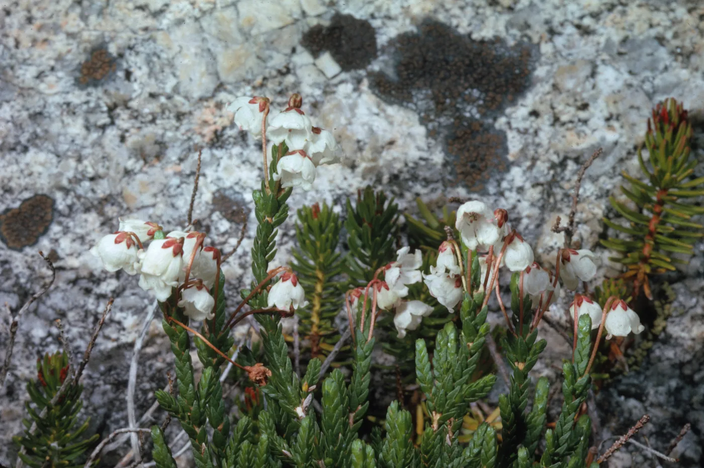 Cassiope mertensiana