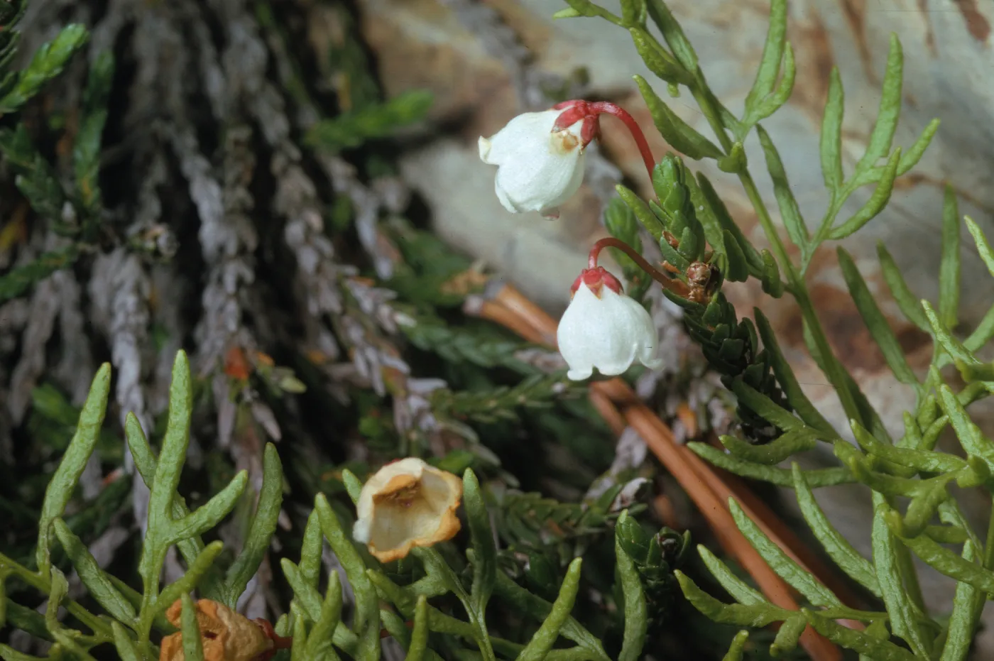 Cassiope mertensiana