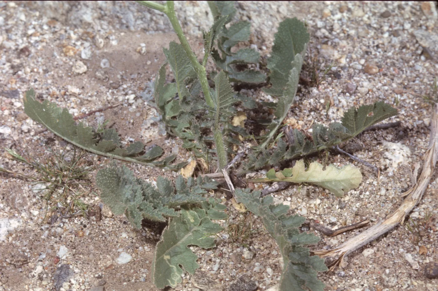 Caulanthus hallii