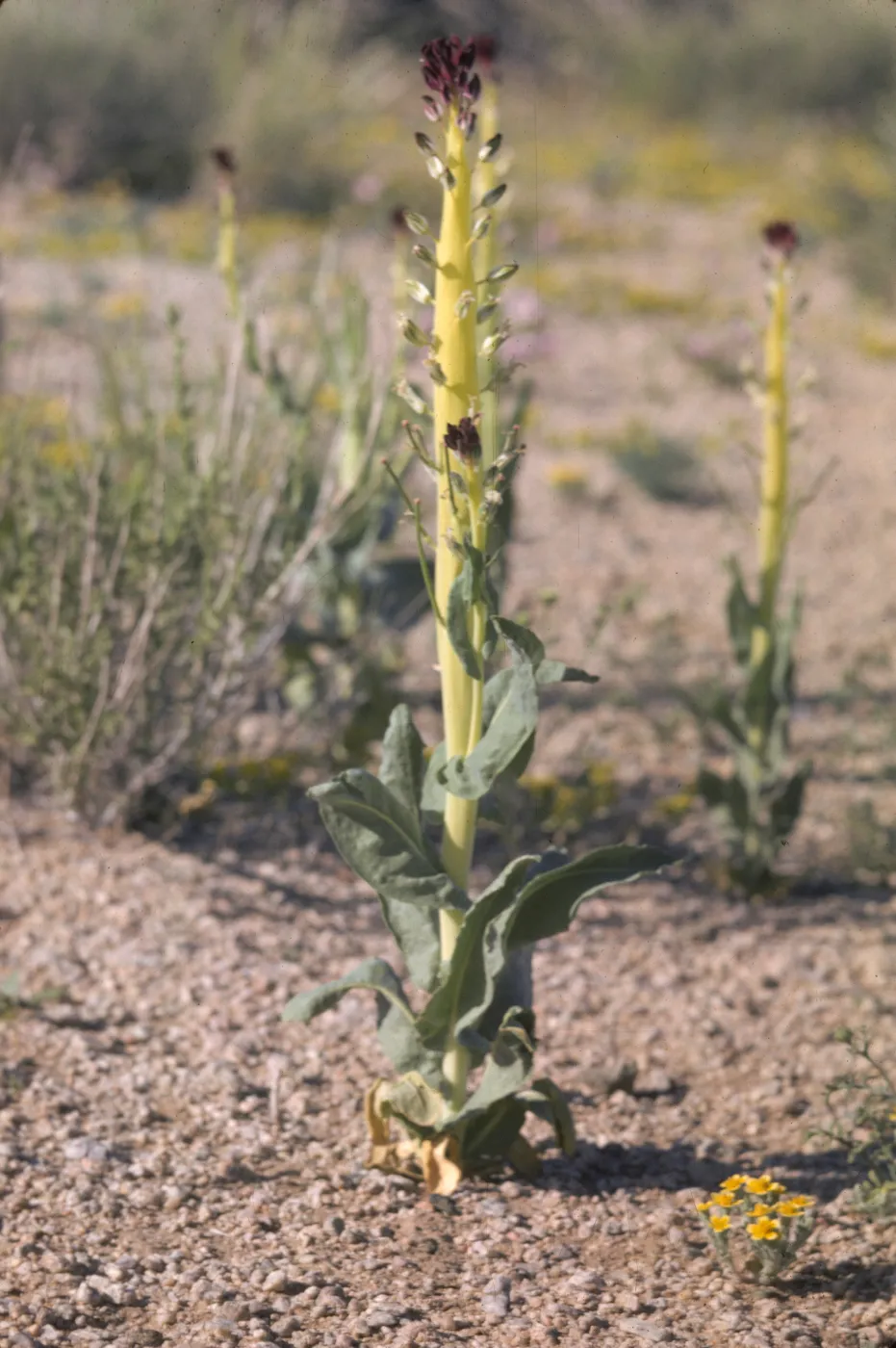 Caulanthus inflatus