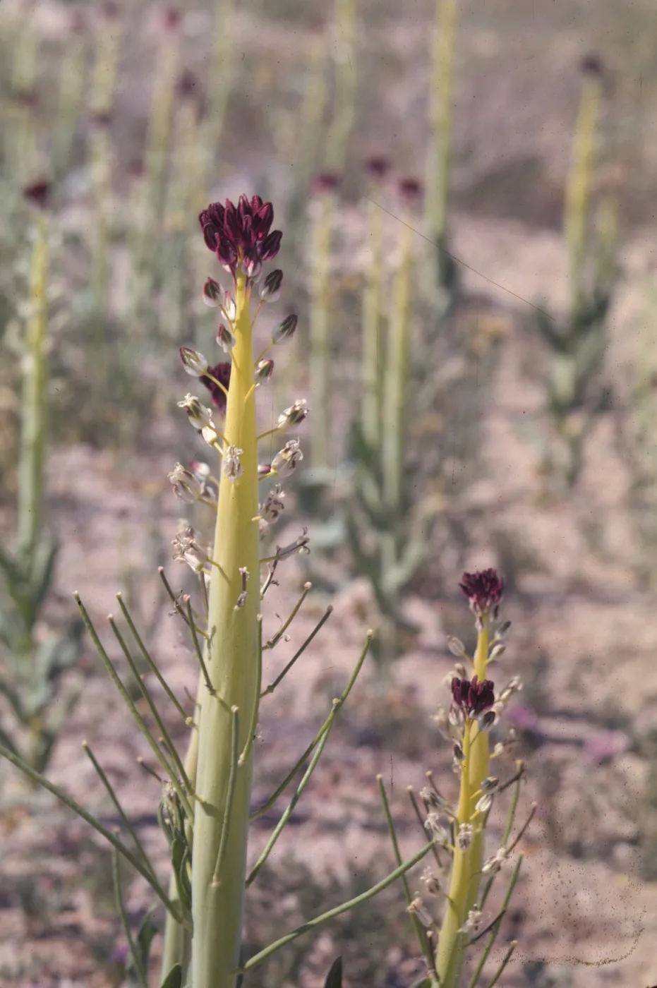 Caulanthus inflatus