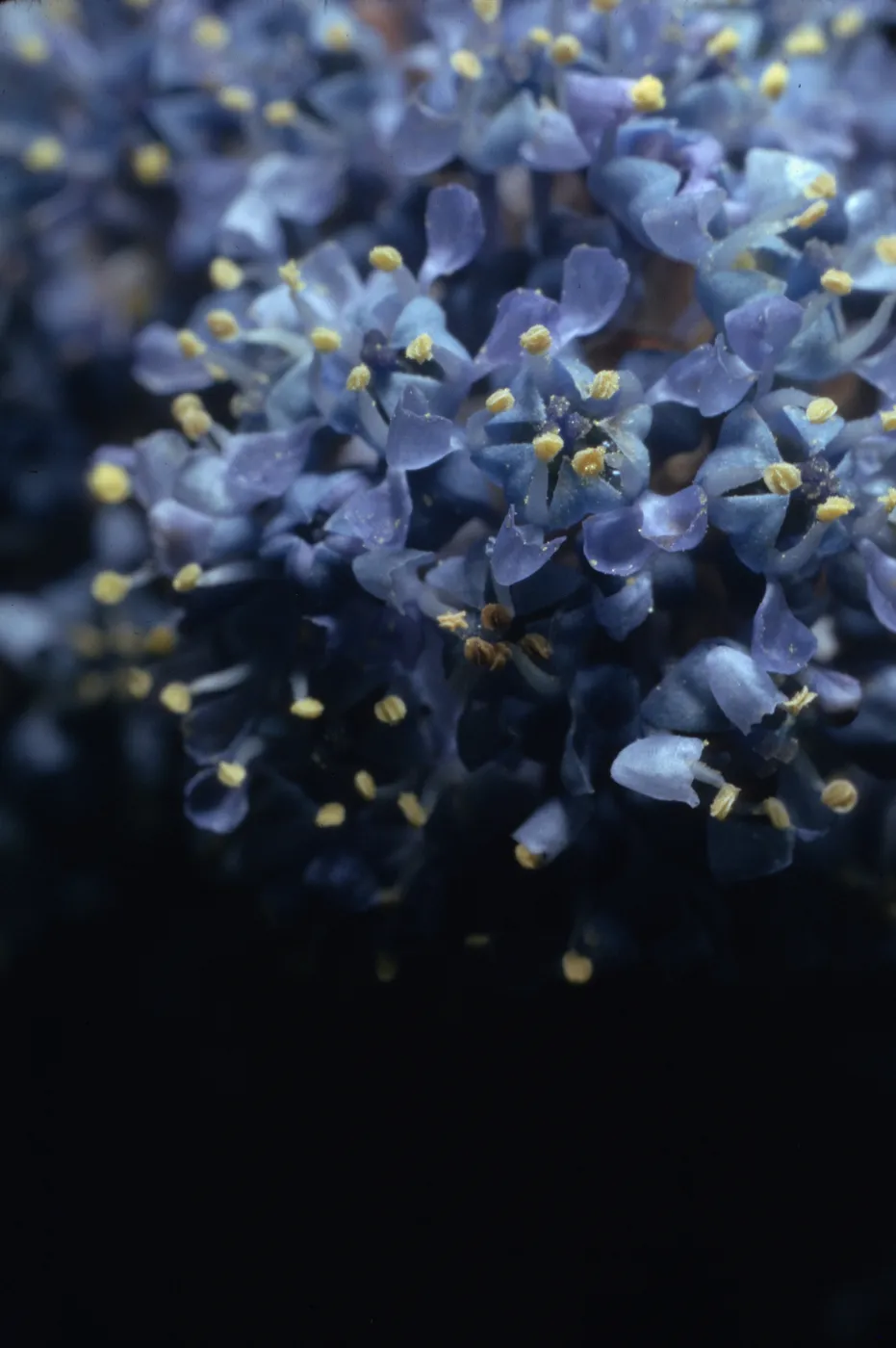 Ceanothus griseus var. horizontalis