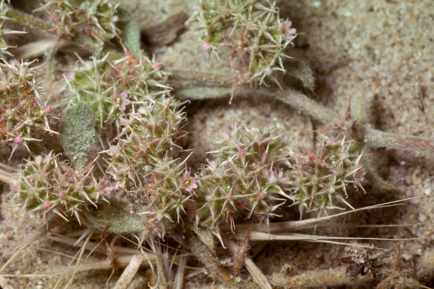 Chorizanthe pungens