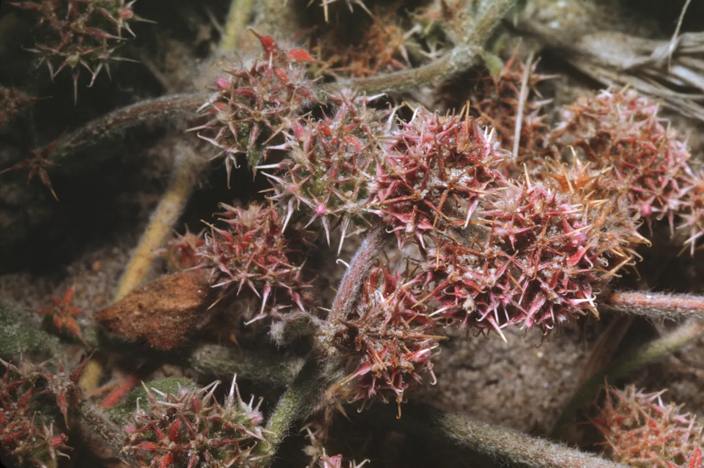 Chorizanthe pungens