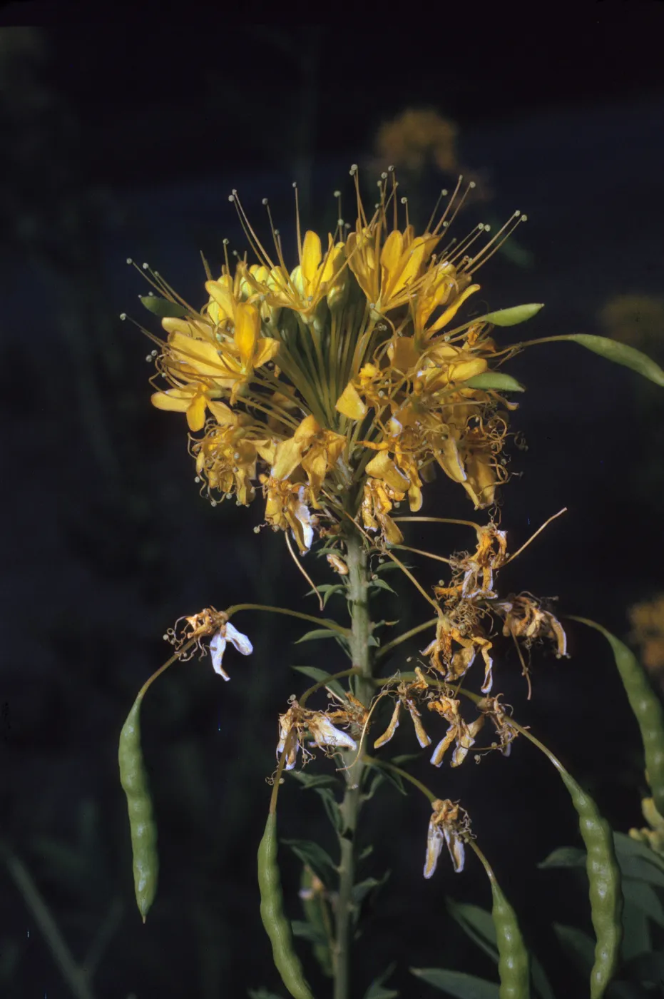 Cleome lutea