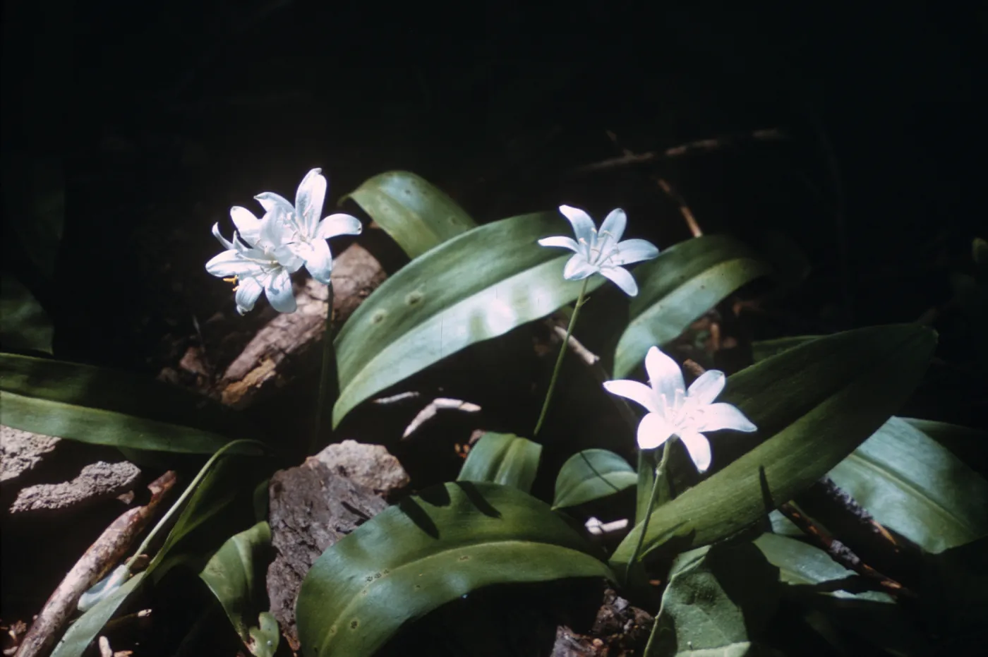 Clintonia uniflora