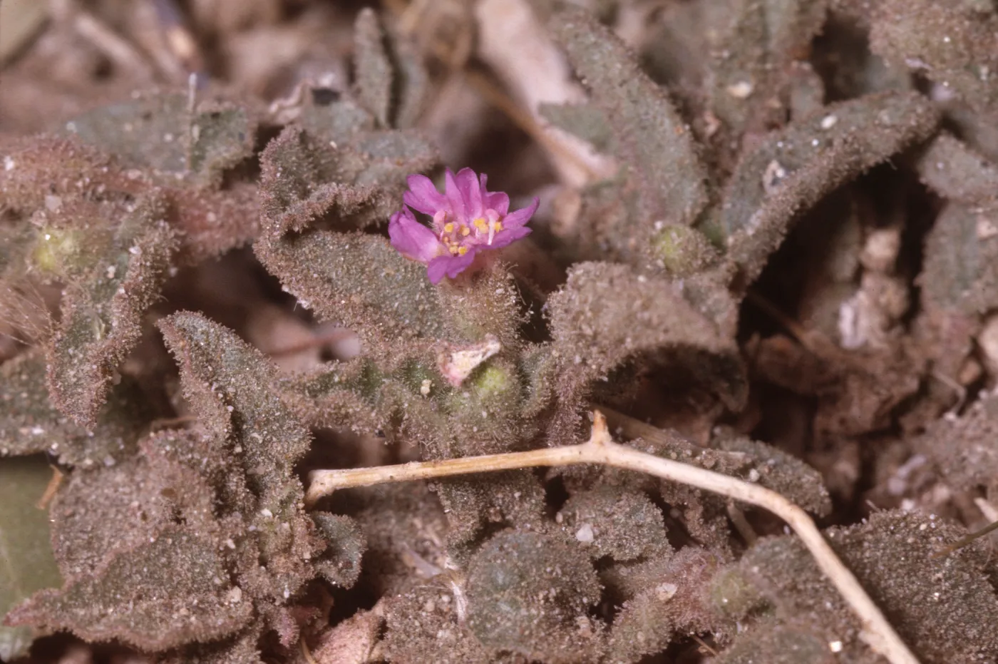Coldenia palmeri