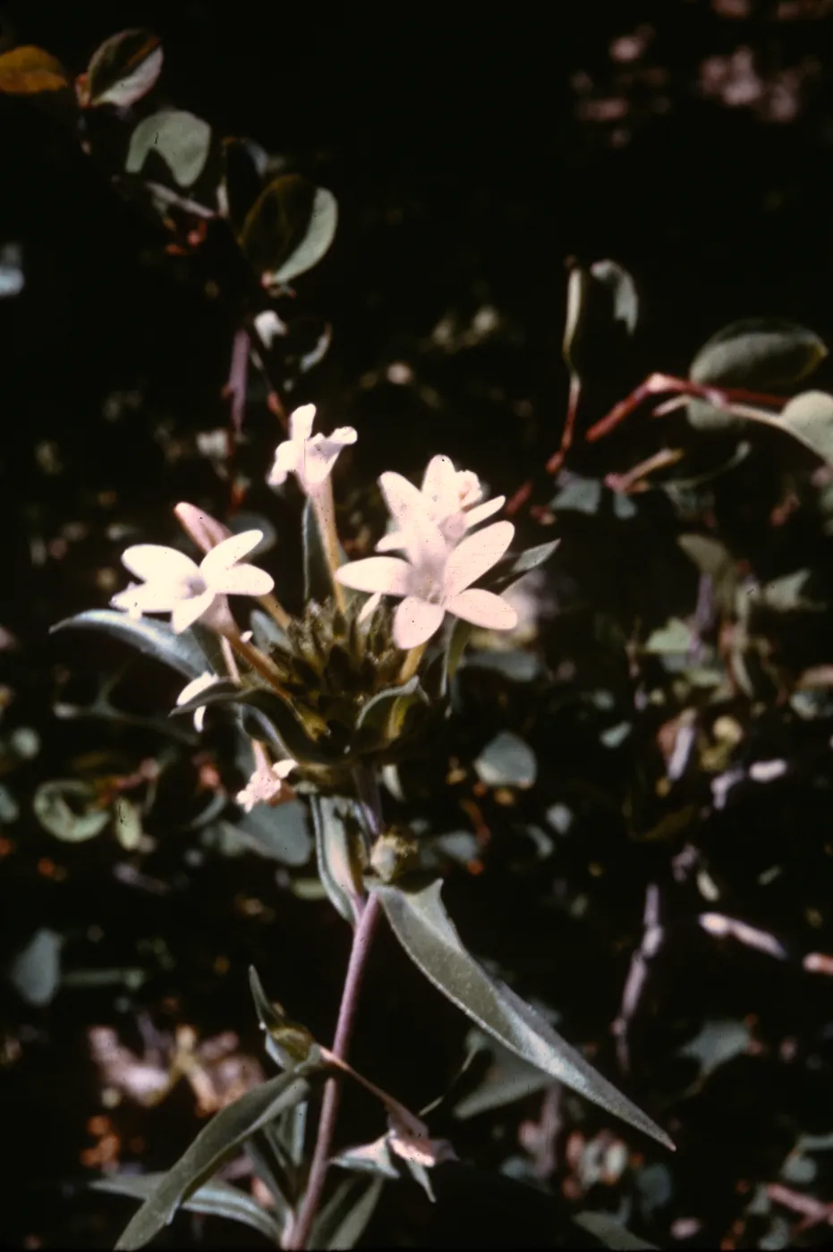 Collinsia grandiflora
