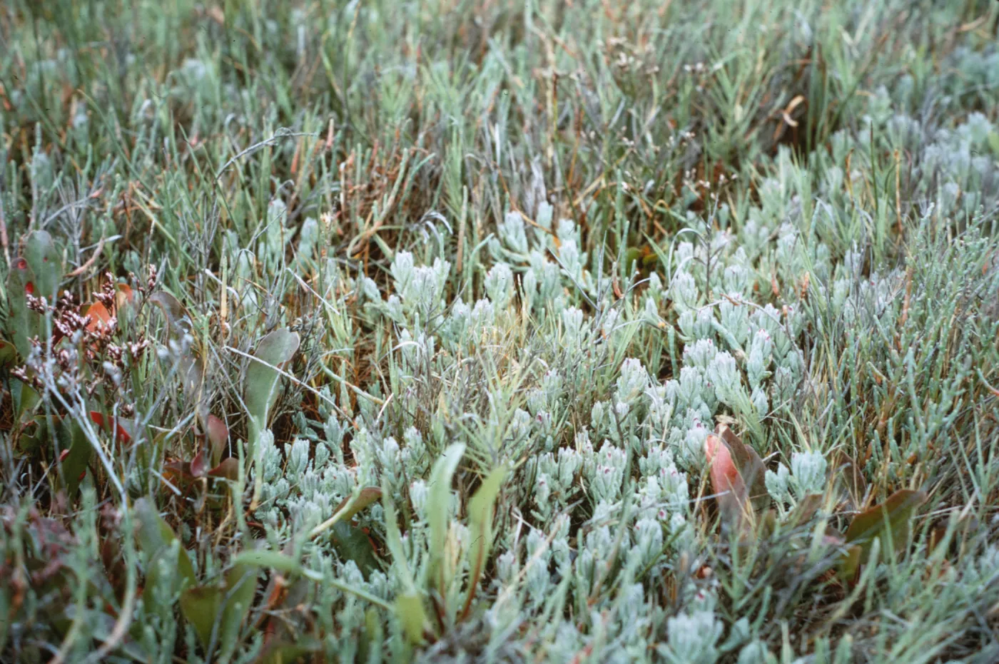 Cordylanthus maritimus