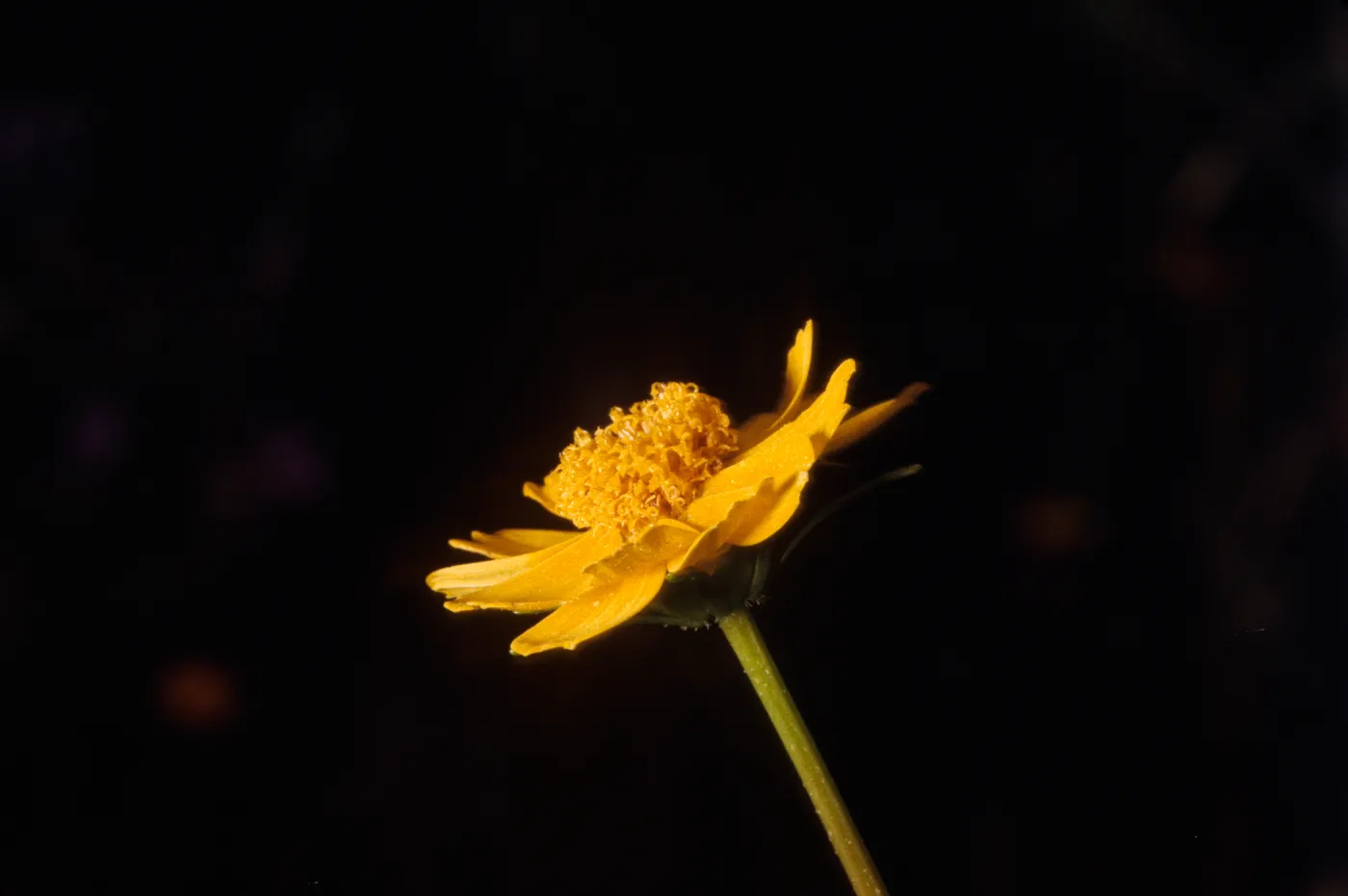 Coreopsis douglasii